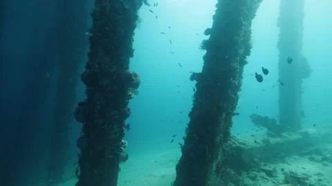 Underwater diving view in a dock underside pier post full of corals and fish. Stock Footage 130884275