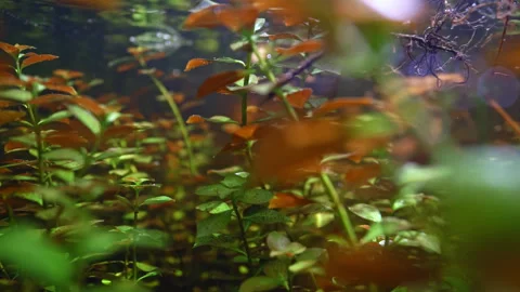 Underwater dolly through clean clear sea grass meadow in Florida Vidéo 243552979