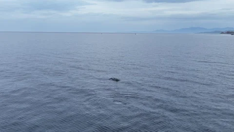 Underwater Dolphin Activity Creates Ocean Ripples Video stock 312712147