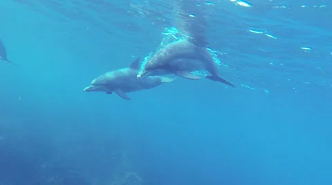 Underwater dolphins Stock Footage 39428761