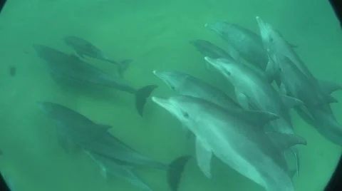 Underwater  dolphins  freindly Close encounter Stock Footage 54048683