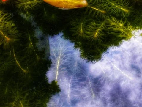 Underwater Dreamscape Reflection Stock Photos