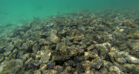 An underwater dropoff shelf for fish Stock Footage 42853563