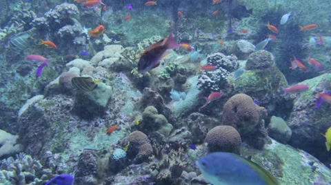 Underwater Dubai Stock Footage 33661551