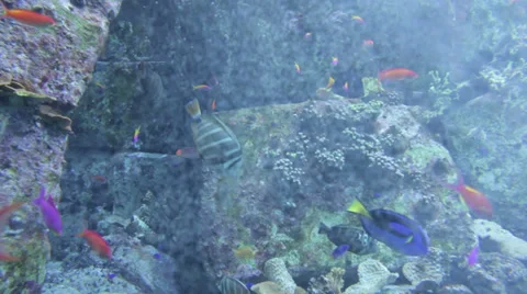 Underwater Dubai Stock Footage 33661562