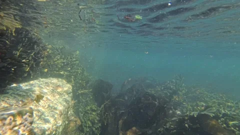 Underwater ebb&amp;flow 스톡 동영상 313200141
