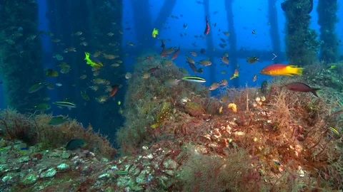 Underwater ecosystem under oil platform  Stock Footage 71890604