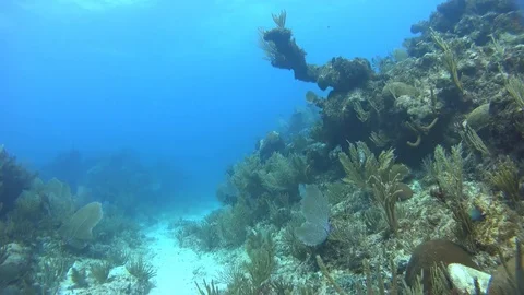 Underwater ecosystems Vídeo Stock 83179770