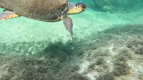 Underwater encounter with a friendly large sea turtle Caretta Caretta Stock Footage 328161854