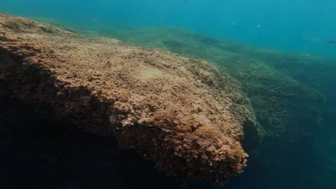 Underwater environment with algae and rocks Stock Footage 148515040