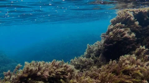 Underwater environment with algae Stock Footage 148513745