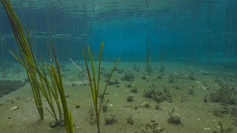 Underwater environment with a forest of algae in a spring with clear water Stock Photos