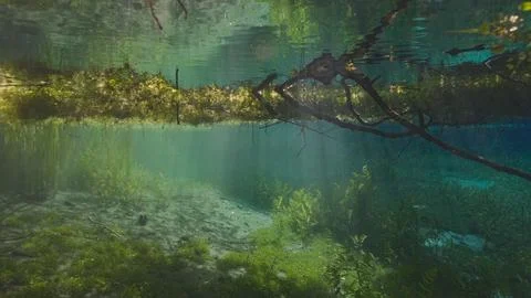 Underwater environment with green algae and a tree in a lake Stock Photos