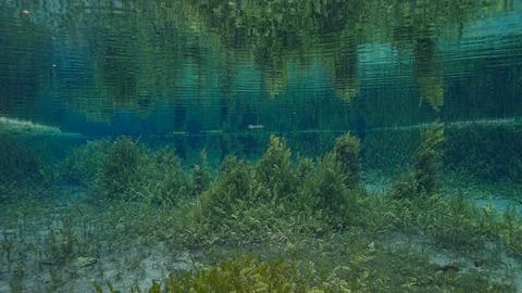 Underwater environment with green algae and a tree in a spring Stock Photos