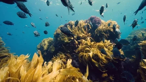 Underwater Environment Kelp and Fish New Zealand Stock Footage