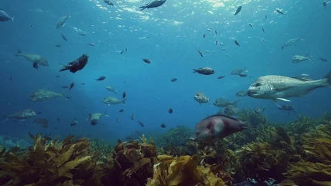 Underwater Environment Kelp Snapper Fish New Zealand Stock Footage 106647194
