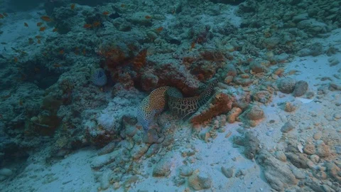 Underwater environment with morey eels hiding in coral rocks Video stock 102405151