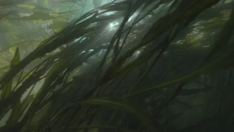 Underwater environment with movement past a forest of plants in a river Stock Footage 202199652