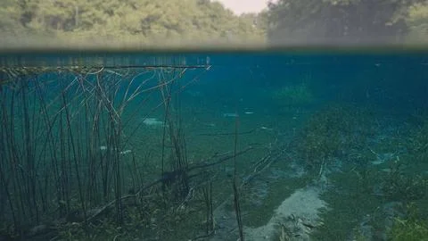 Underwater environment in spring water with algae Stock Photos