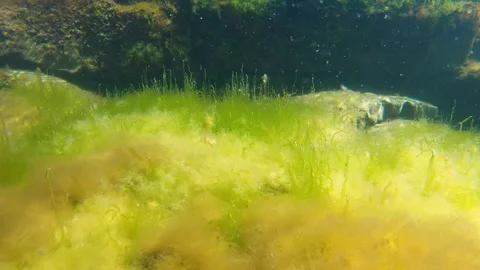 Underwater environment with yellow algae and small fish on the seabed Stock Footage 130845062