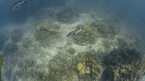 Underwater escapade Stock Footage 82673132