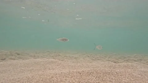 Underwater Exploration: Small Fish and Sand in Clear Shallow Waters Stock Footage 237563334