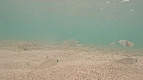Underwater Exploration: Small Fish and Sand in Clear Shallow Waters Stock Footage 237563978