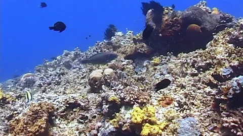 Underwater Exploration of a Vibrant Coral Reef in Papua New Guinea 스톡 동영상 322804866