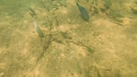 Underwater Exploration at Yanui Beach, Phuket Stockbeeldmateriaal 304939480