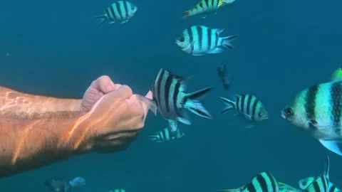 Underwater explorer extends hand to feed vibrant tropical marine life Vídeos de archivo 334078546