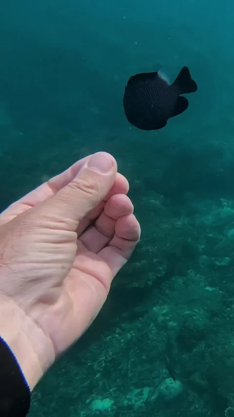 Underwater explorer extends hand to feed vibrant tropical marine life 스톡 동영상 336692612
