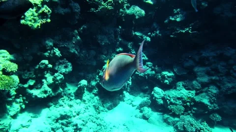 Underwater exploring native fish in Red Sea, Egypt Video stock 343451199