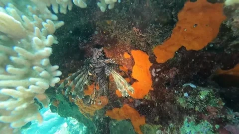 Underwater Feasting Stock Footage 212498343