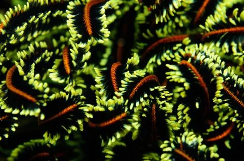 Underwater feathers Stock Photos