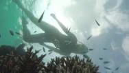Underwater: Female Diver Swimming Pass Curious Fish In Coral Reef Stock Footage