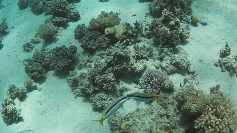 Underwater fight between two rival coral fish Stock Footage 126104673