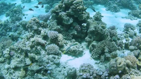 Underwater fight between two rival coral fish Stock Footage 132255480