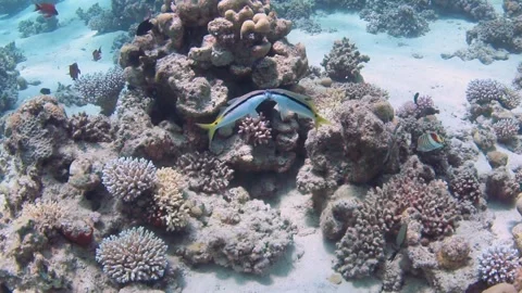 Underwater fight between two rival coral fish Stock Footage 178952526