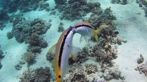Underwater fight between two rival coral fish. A love game between two fish Stock Footage 261798552