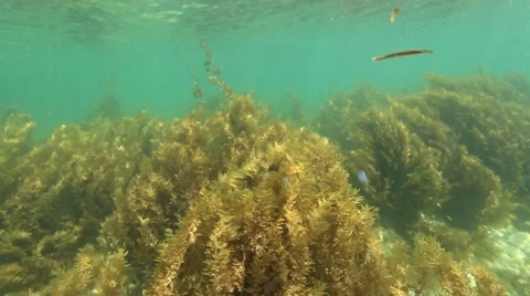 Underwater Fiji Stock Footage 63232124
