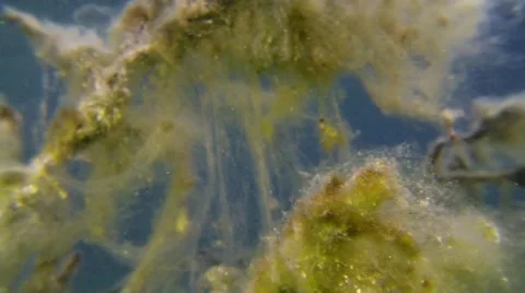 Underwater filamentous algae close-up shot Stock Footage 55801969