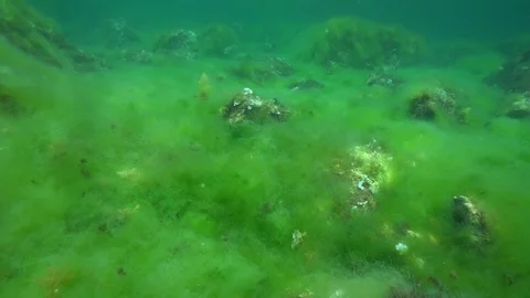 Underwater filamentous algal bloom on the seabed Stock Footage