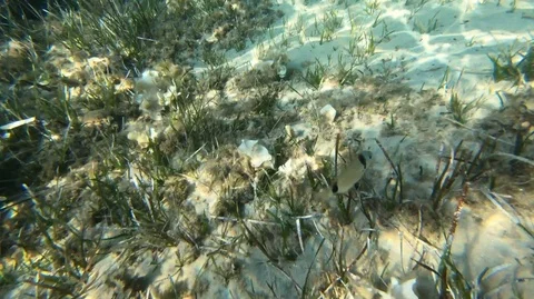 Underwater filming in the great Aegean with different fish species Stock Footage 93365853