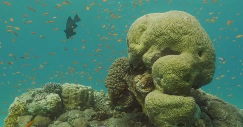 underwater fire brain corals 4K 49922269