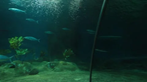 Underwater Fish and Sharks Stock Footage 48626136