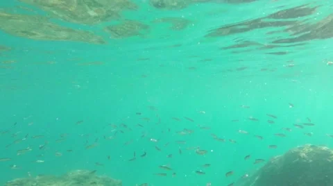 Underwater fish and sun rays 스톡 동영상 42450508