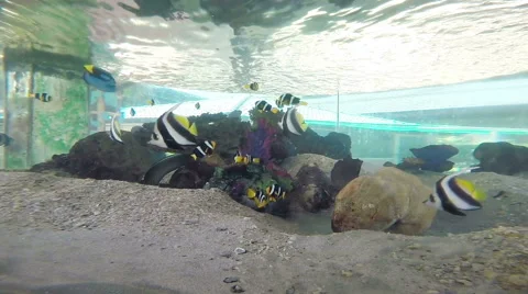 Underwater fish in Aquarium 스톡 동영상 40783652