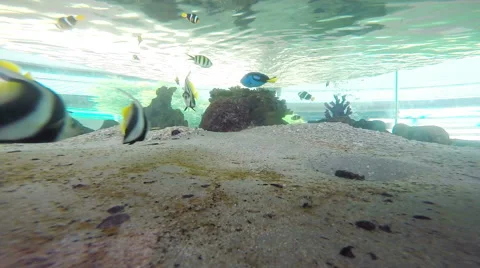 Underwater fish in Aquarium Stock Footage 40783987