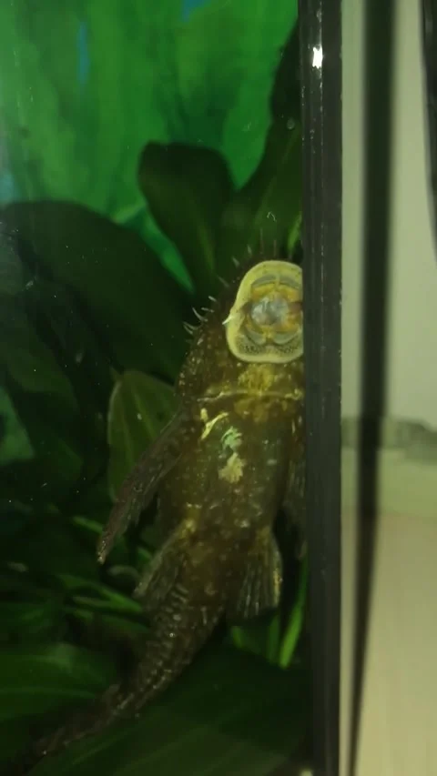 Underwater Fish Behavior in Aquarium Setting Video stock 335162401