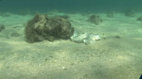 Underwater Fish Carcass Stock Footage 328337